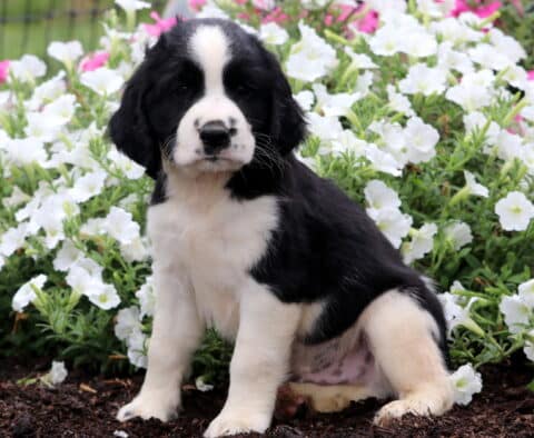 Chad English Spaniel