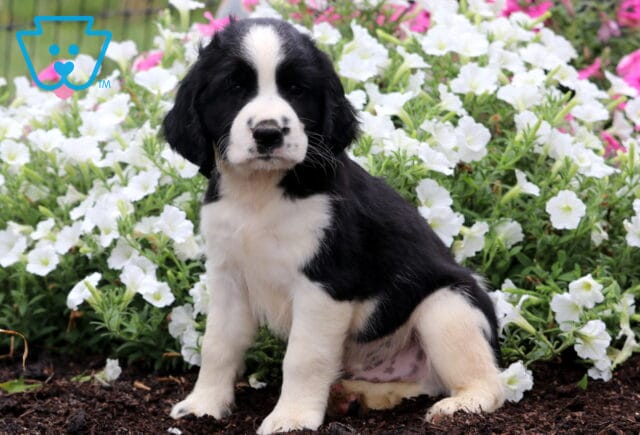 Chad English Spaniel image