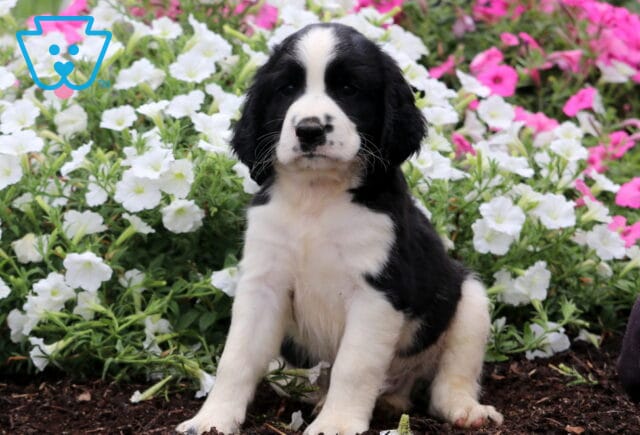 Chad English Spaniel2 image