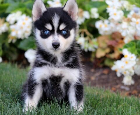 Alert black and white Pomsky puppy with bright blue eyes sitting in grass against a backdrop of blooming white flowers.
