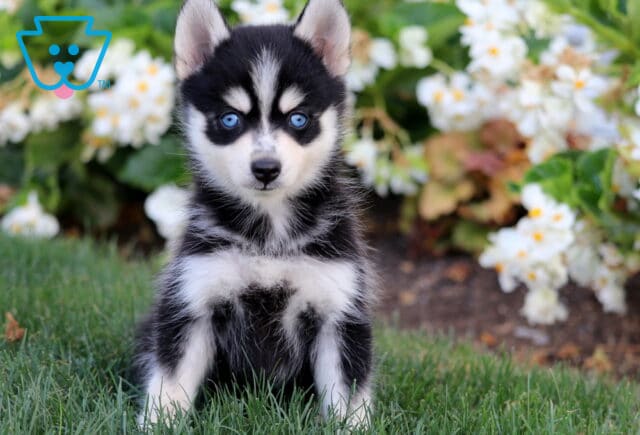 Alert black and white Pomsky puppy with bright blue eyes sitting in grass against a backdrop of blooming white flowers. image
