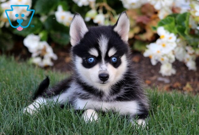Adorable black and white Pomsky puppy with piercing blue eyes lying in green grass near white flowers. image