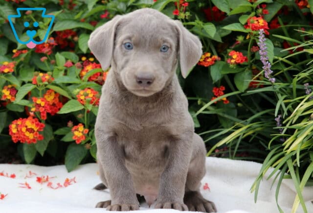 Charlie Lab image