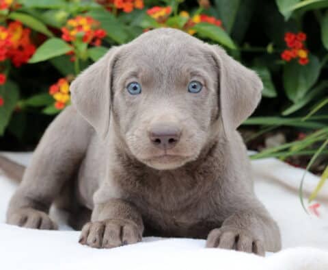 Charlie Lab2