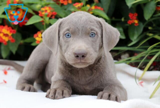 Charlie Lab2 image