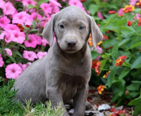 Charlotte Lab