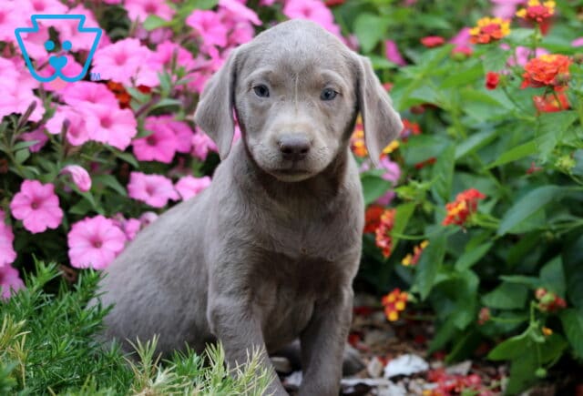 Charlotte Lab image