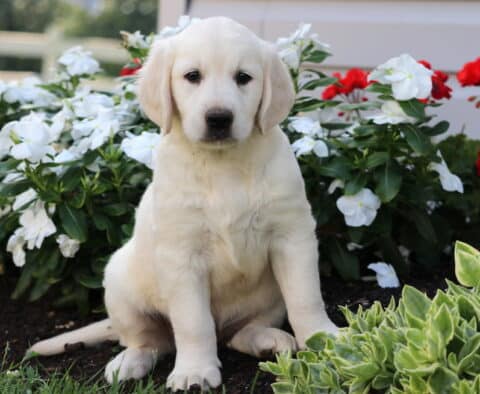 Charm Golden