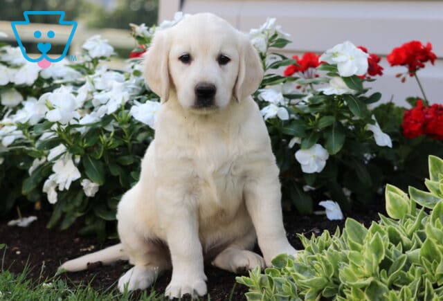 Charm Golden image