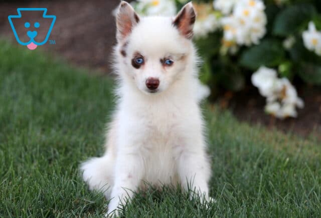 Beautiful white Pomsky puppy with brown markings and striking blue eyes sitting on grass near white flowers. image