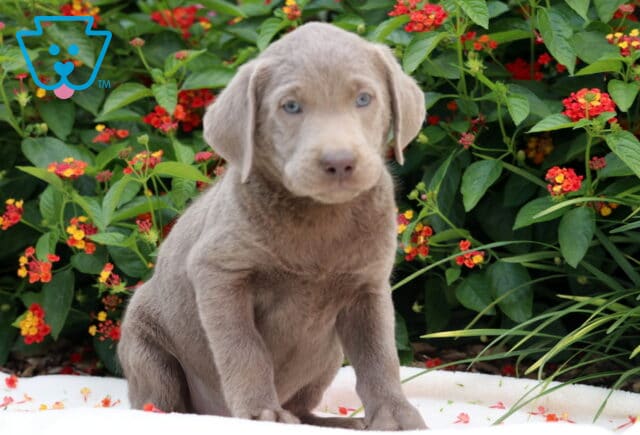Chewy Lab image