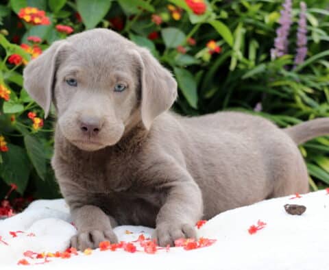 Chewy Lab2