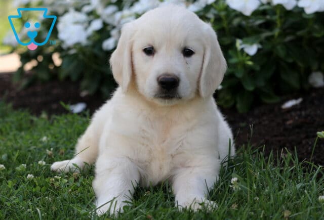 Chex Golden2 image