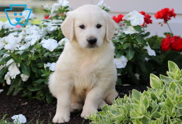 Chip Golden image
