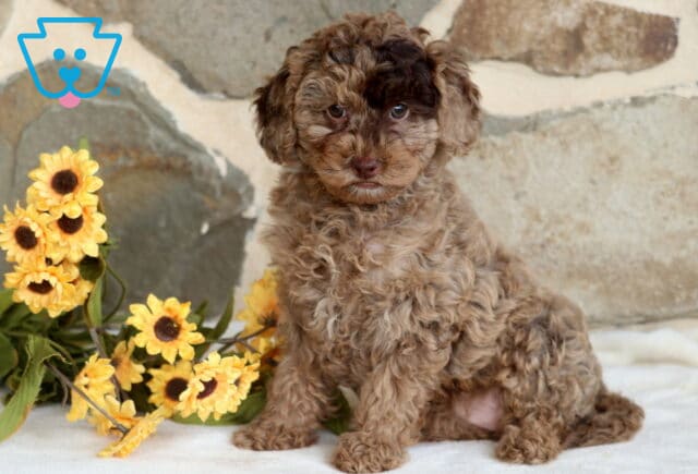 Chocolate Kiss Yorkiepoo image