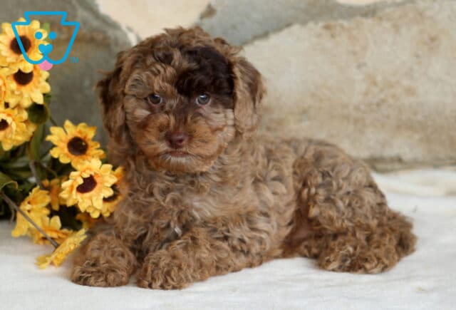 Chocolate Kiss Yorkiepoo2 image