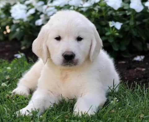 Chubbs Golden2