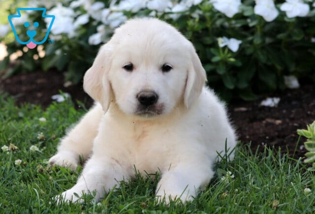 Chubbs Golden2 image