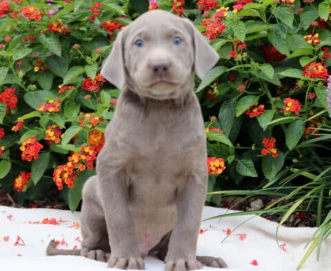 Chuck Lab