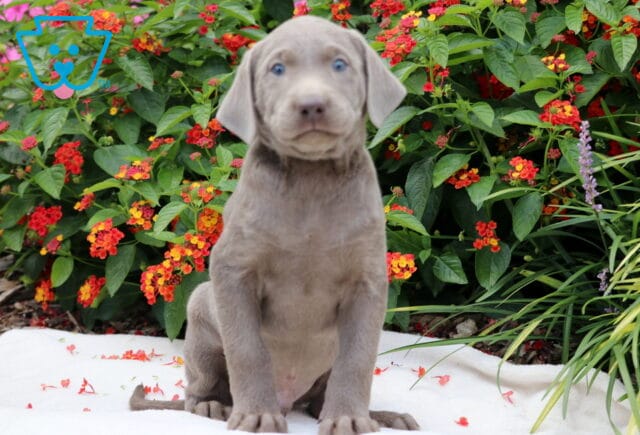Chuck Lab image