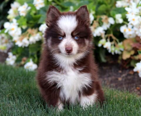 Fluffy brown and white Pomsky puppy with striking blue eyes sitting on grass in front of blooming white flowers.