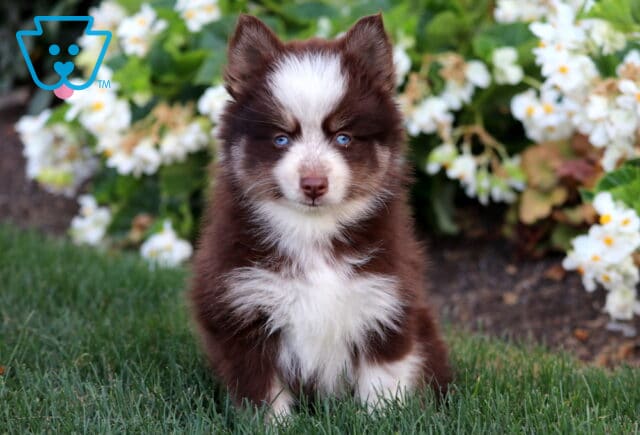 Fluffy brown and white Pomsky puppy with striking blue eyes sitting on grass in front of blooming white flowers. image