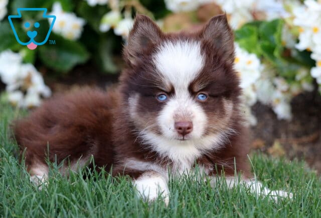 Striking brown and white Pomsky puppy with vivid blue eyes lying on green grass in front of white flowers. image