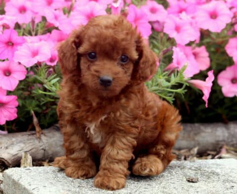 Curly red toy poodle puppy sitting on a stone step with a backdrop of bright pink flowers, giving a shy and curious look.