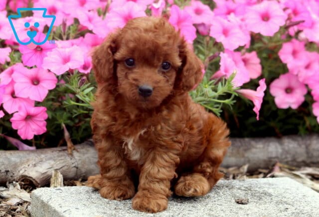 Comet Toy Poodle image