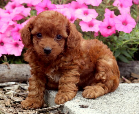 Comet Toy Poodle2