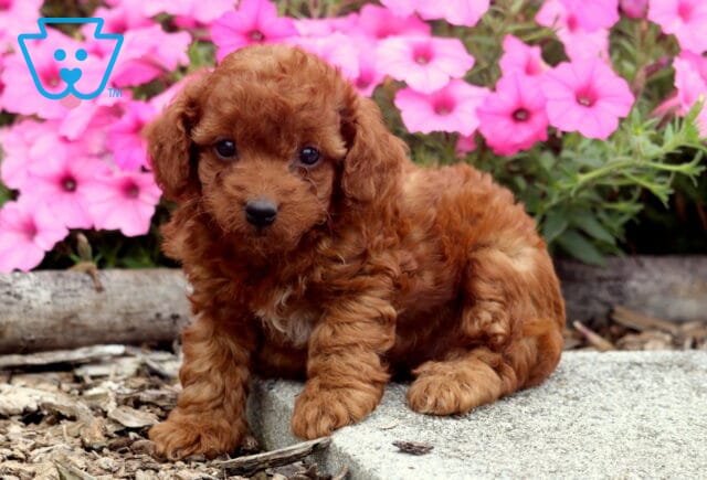 Comet Toy Poodle2 image