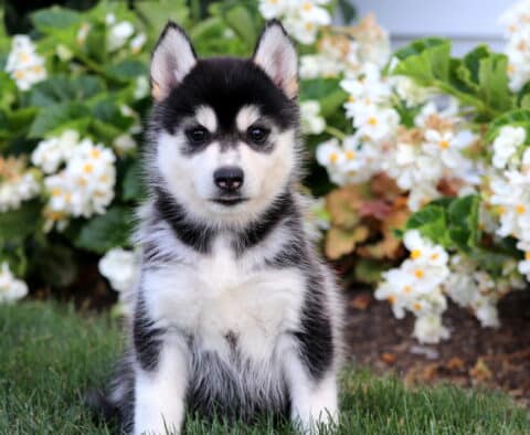 Handsome black and white Pomsky puppy with warm brown eyes sitting on grass in front of blooming white flowers.