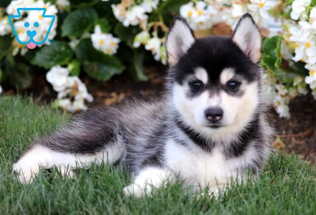 Cute black and white Pomsky puppy lounging on green grass with white flowers in the background. image