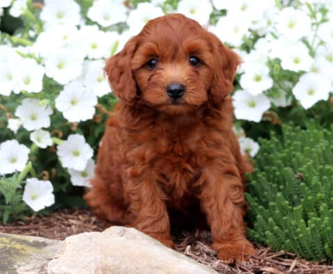 Adorable reddish-brown Cavapoo puppy sitting in front of white flowers with a sweet, gentle expression.