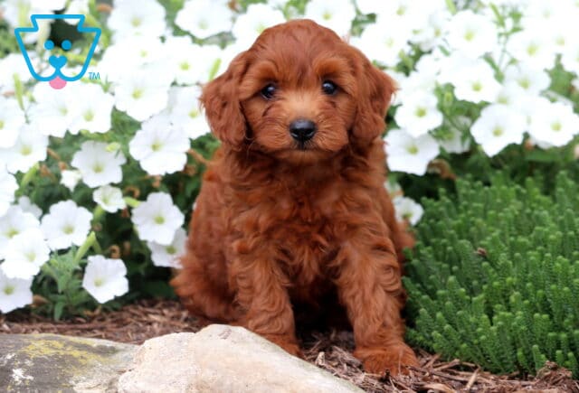 Adorable reddish-brown Cavapoo puppy sitting in front of white flowers with a sweet, gentle expression. image