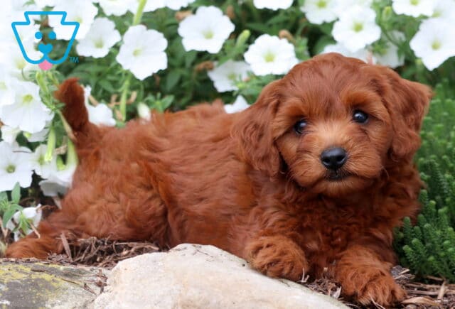 Sweet reddish-brown Cavapoo puppy lying down in front of white flowers with a curious gaze. image