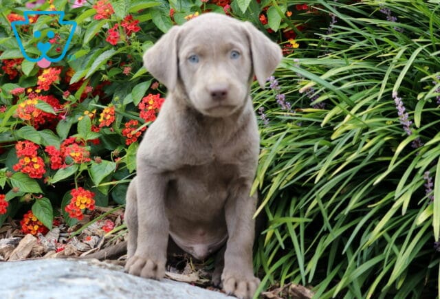Cosby Lab image