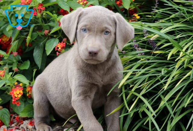 Cosby Lab2 image