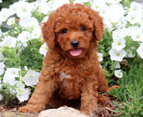 Happy reddish-brown Cavapoo puppy sitting among white flowers with its tongue out and a curly coat.