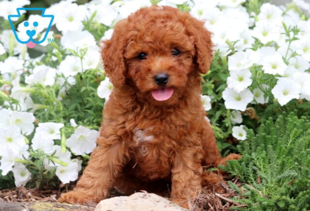 Happy reddish-brown Cavapoo puppy sitting among white flowers with its tongue out and a curly coat. image