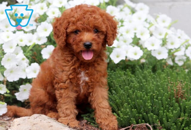 Cheerful reddish-brown Cavapoo puppy with a white chest patch sitting among white flowers and greenery. image