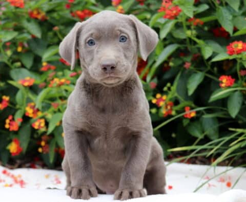 Crabby Lab