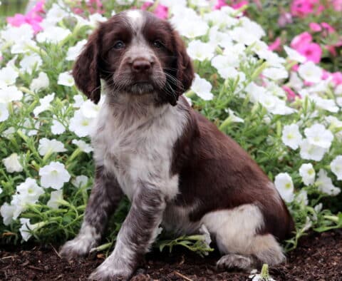 Crystal English Spaniel