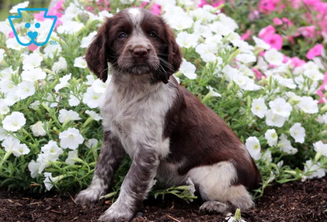 Crystal English Spaniel image