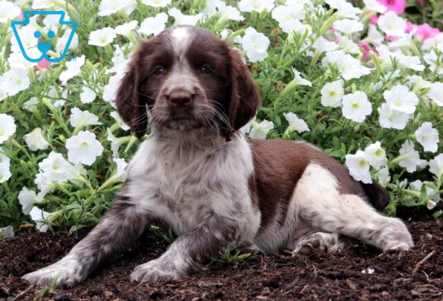 Crystal English Spaniel2 image