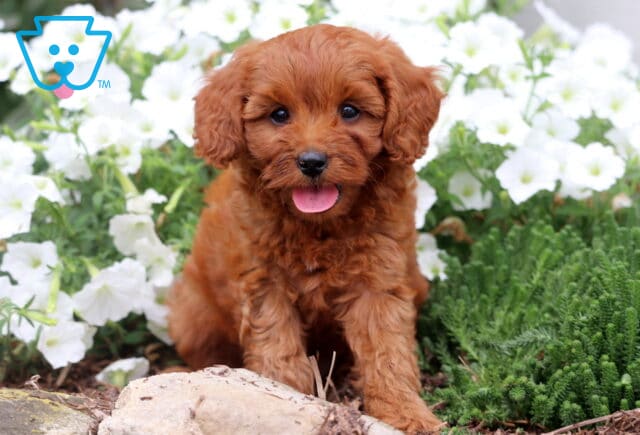 Happy reddish-brown Cavapoo puppy sitting on the ground with white flowers and green foliage in the background. image