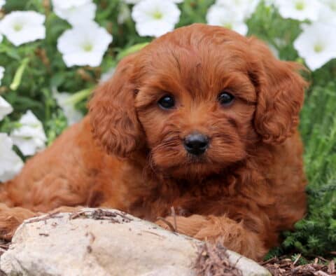Adorable reddish-brown Cavapoo puppy lying beside a rock with white flowers and green plants in the background.