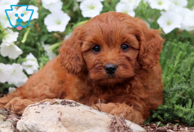 Adorable reddish-brown Cavapoo puppy lying beside a rock with white flowers and green plants in the background. image