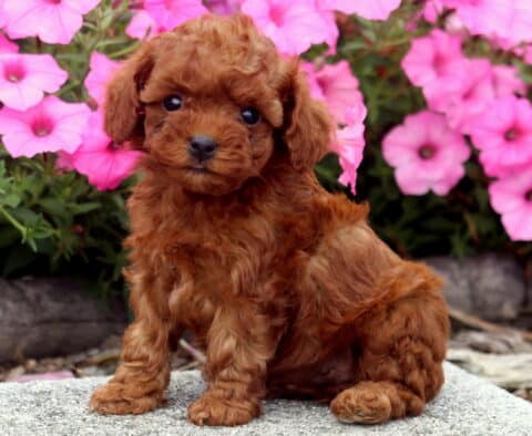 Cuddles Toy Poodle