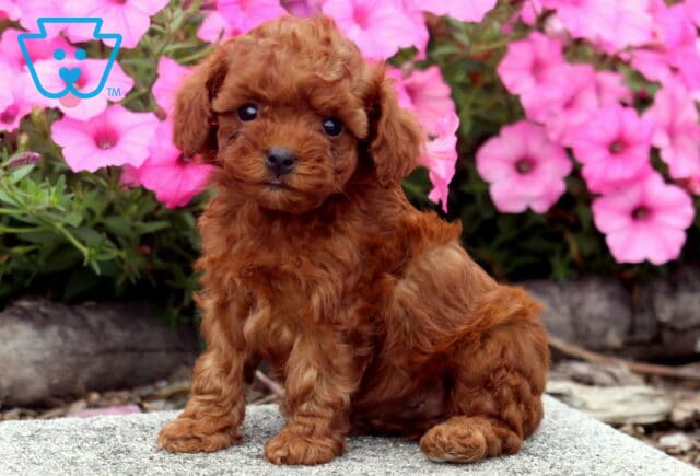 Cuddles Toy Poodle image